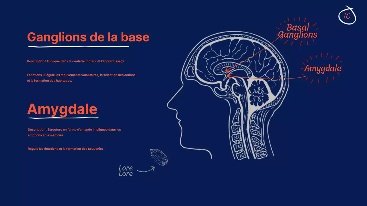 Navy Anatomy of the brain Educational Material (en anglais)