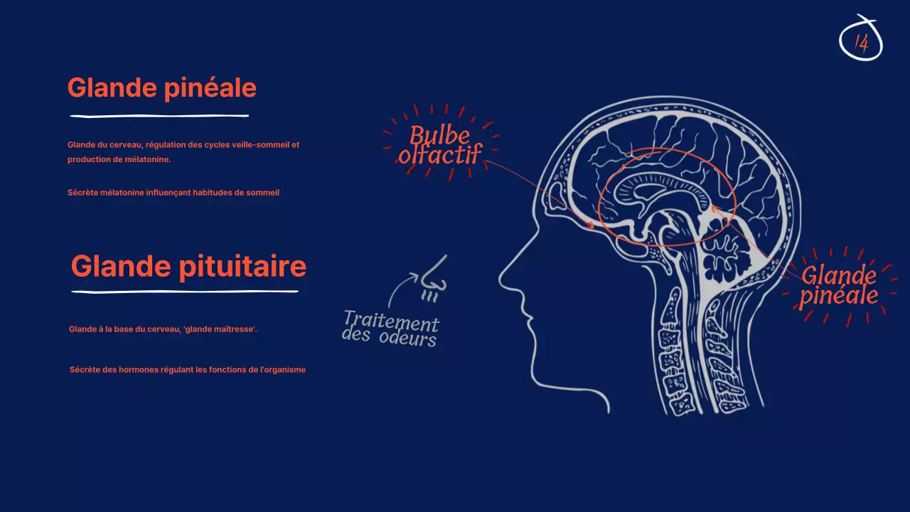 Navy Anatomy of the brain Educational Material (en anglais)