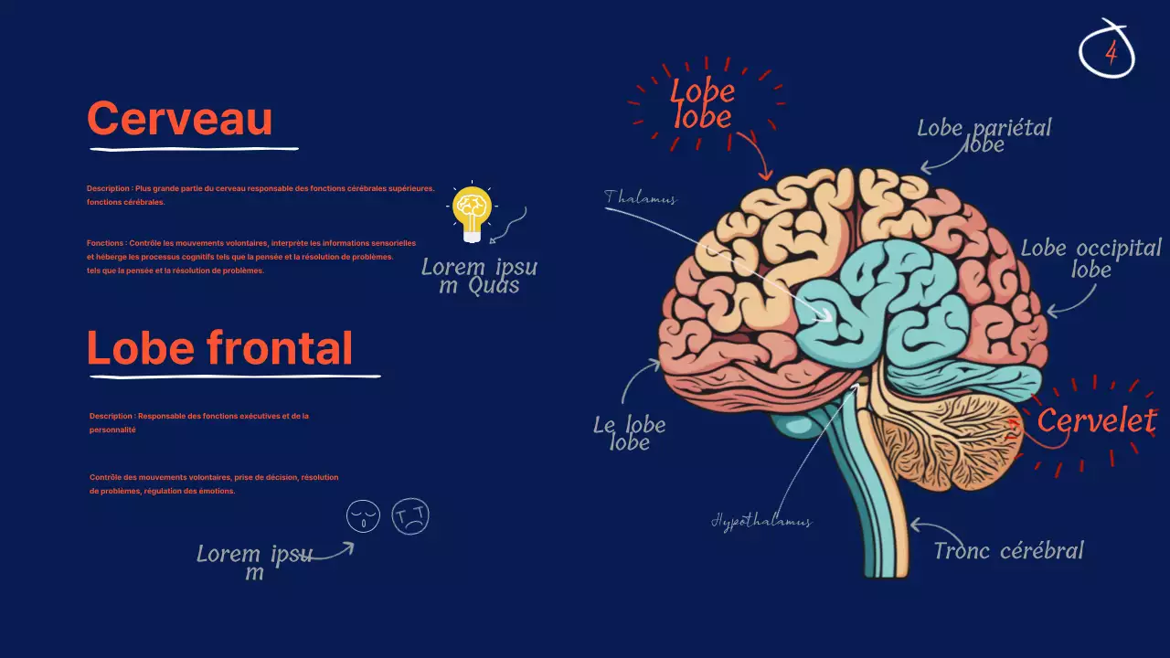 Navy Anatomy of the brain Educational Material (en anglais)