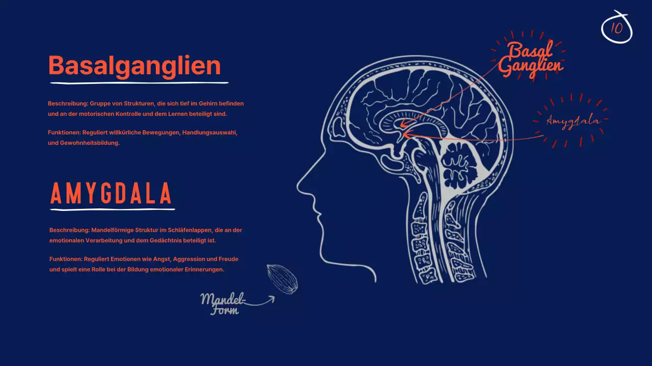 Navy Anatomie des Gehirns Lehrmaterial