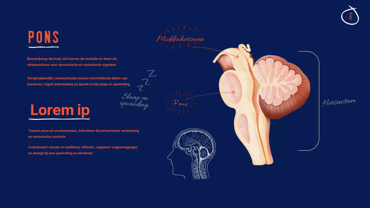 Marine Anatomie van de hersenen Lesmateriaal