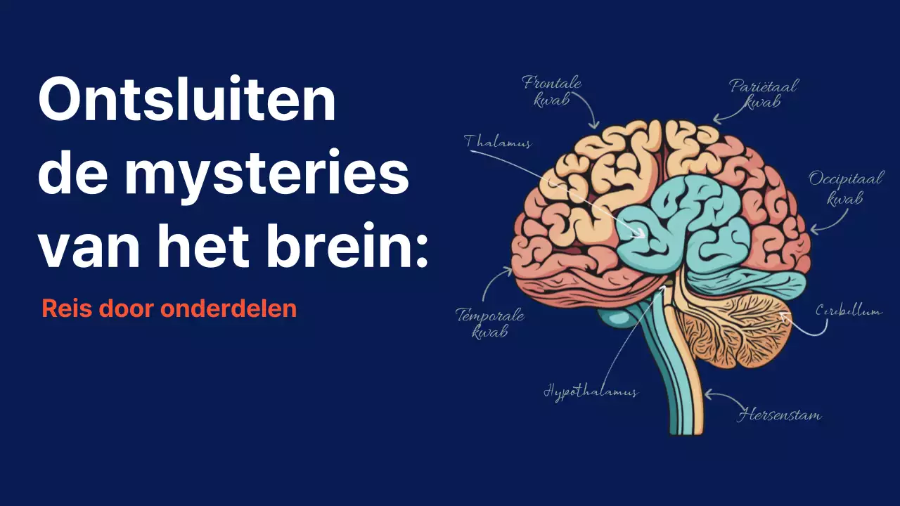 Marine Anatomie van de hersenen Lesmateriaal