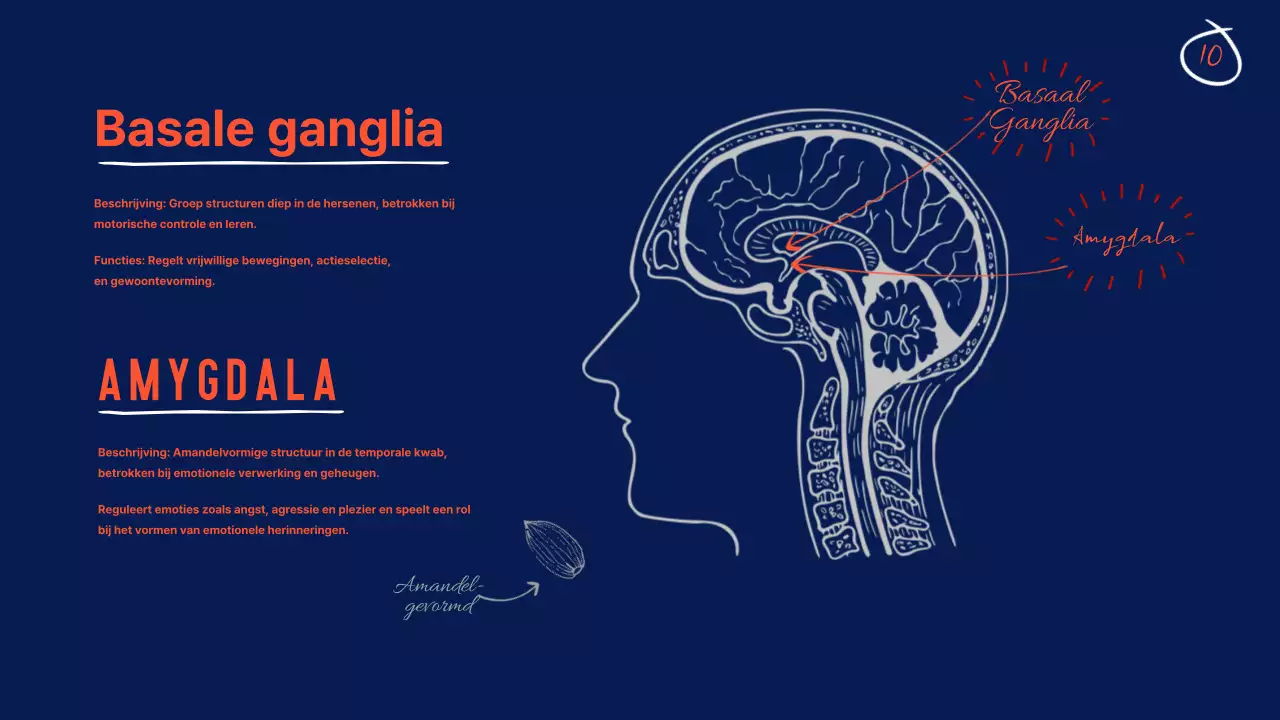 Marine Anatomie van de hersenen Lesmateriaal