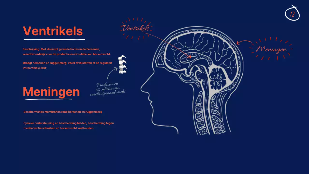 Marine Anatomie van de hersenen Lesmateriaal