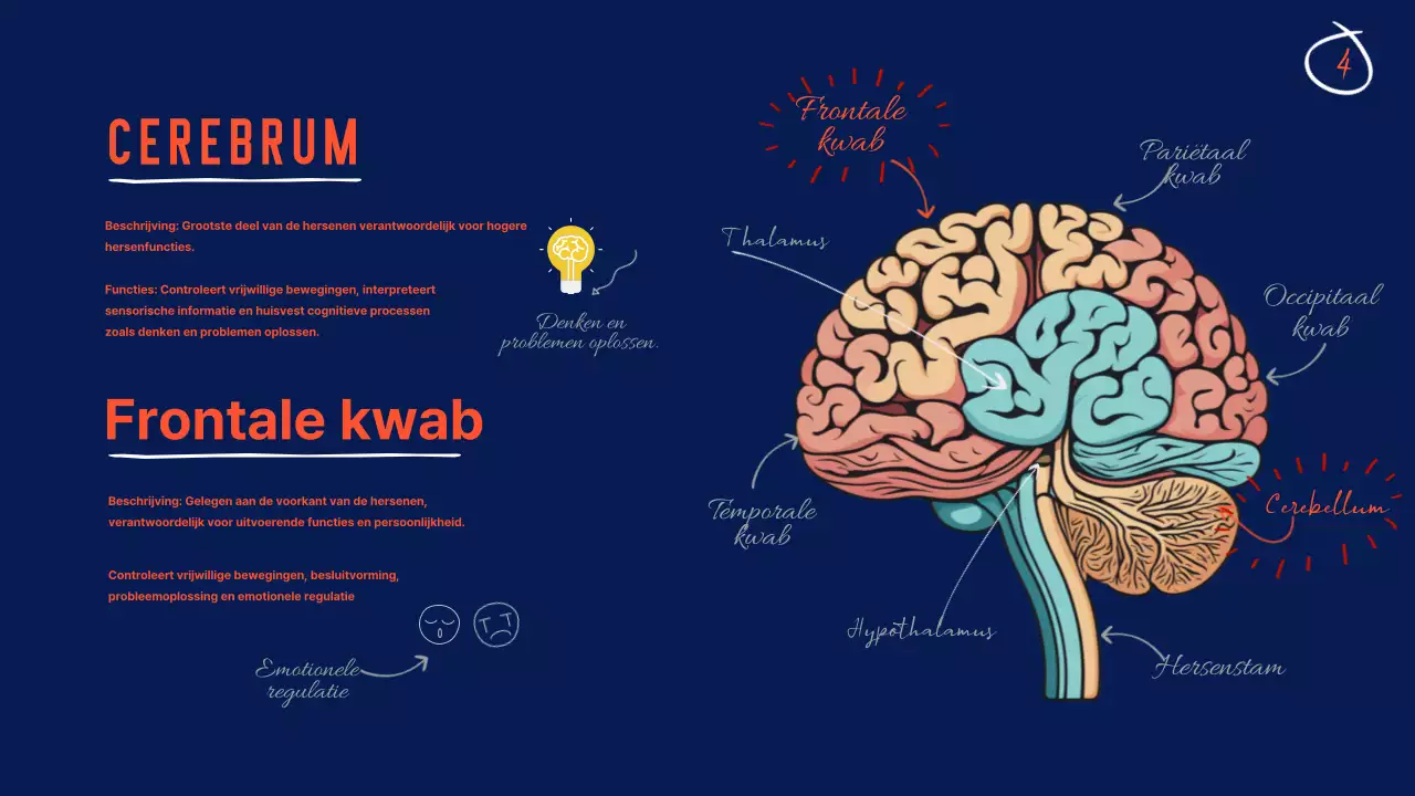Marine Anatomie van de hersenen Lesmateriaal