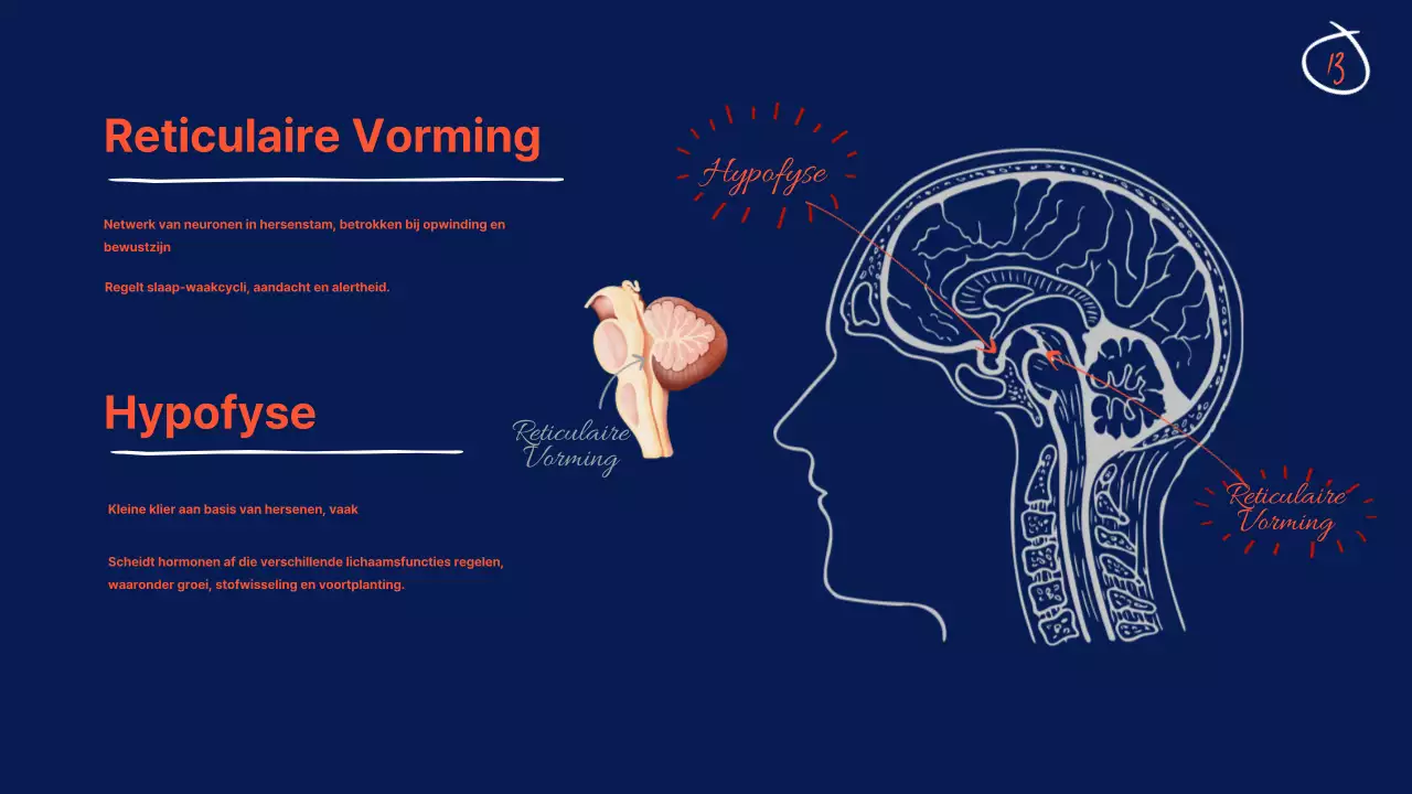 Marine Anatomie van de hersenen Lesmateriaal