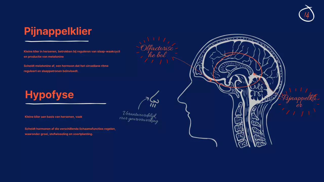 Marine Anatomie van de hersenen Lesmateriaal