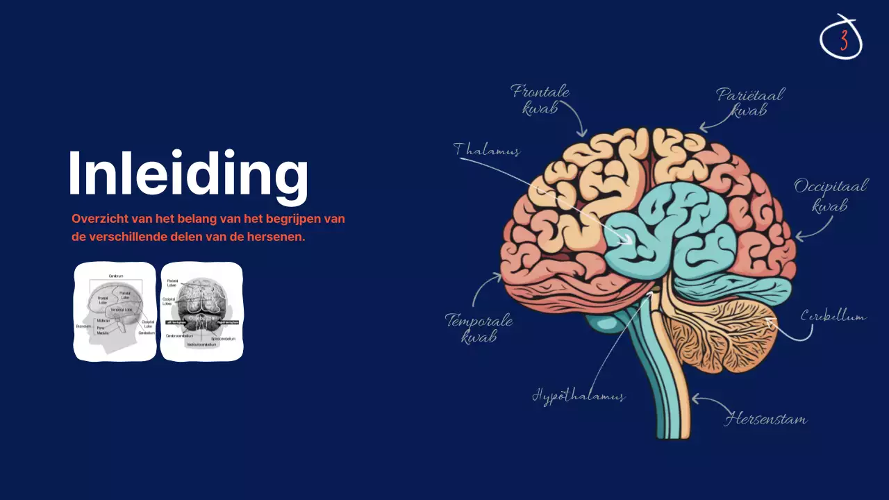 Marine Anatomie van de hersenen Lesmateriaal