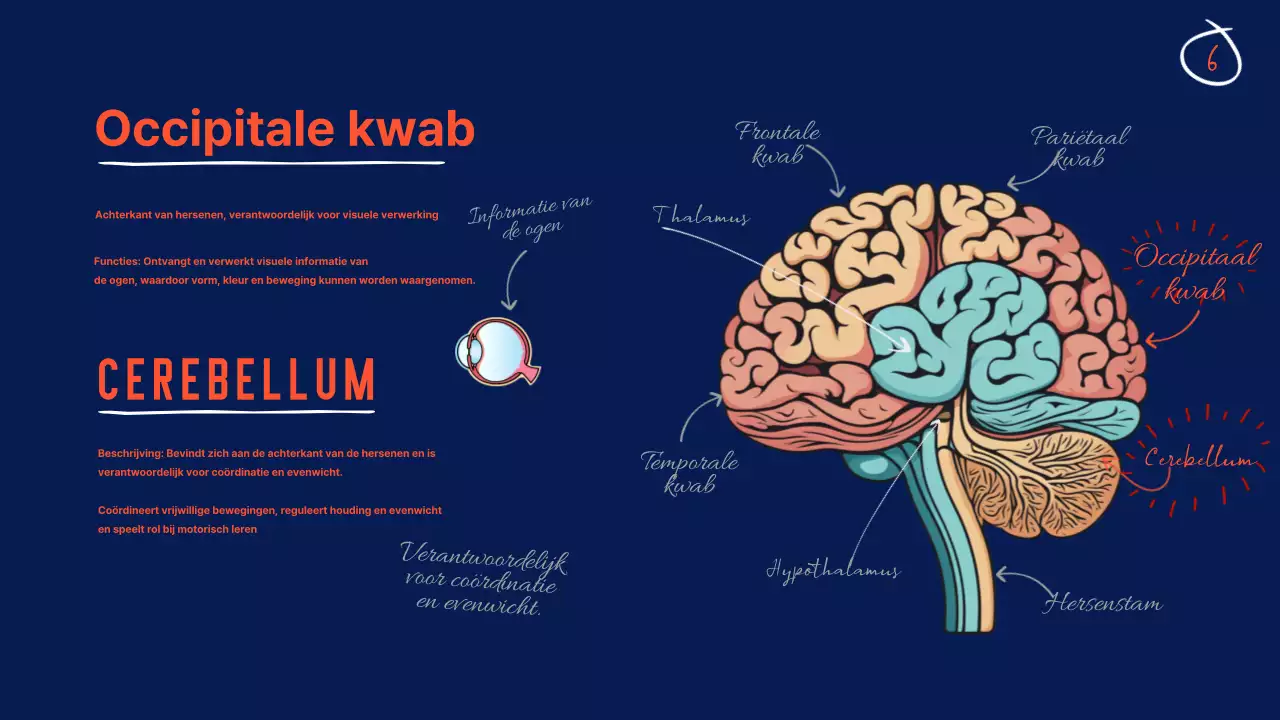 Marine Anatomie van de hersenen Lesmateriaal