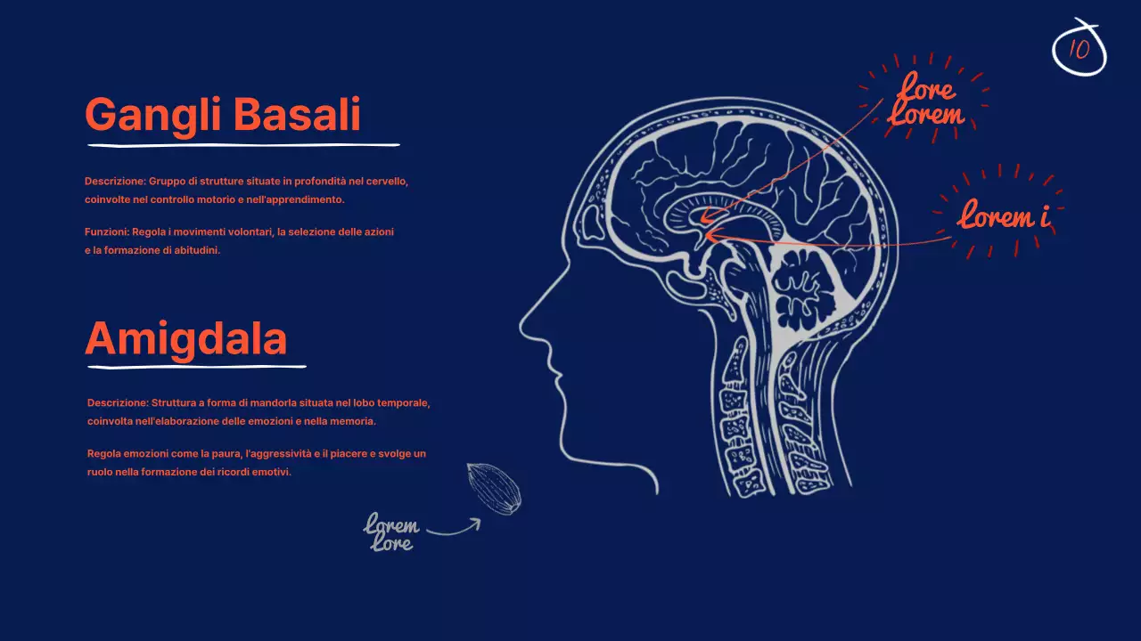 Navy Anatomia del cervello Materiale didattico