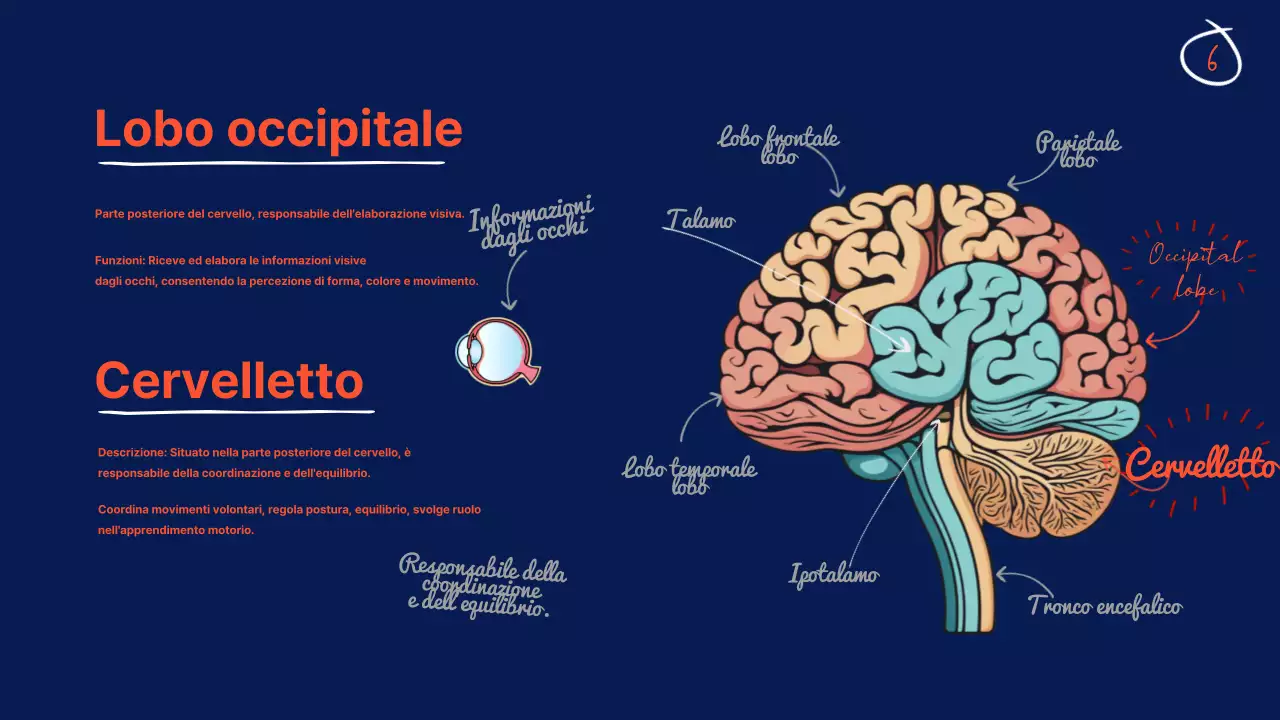 Navy Anatomia del cervello Materiale didattico