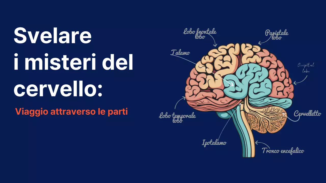 Navy Anatomia del cervello Materiale didattico