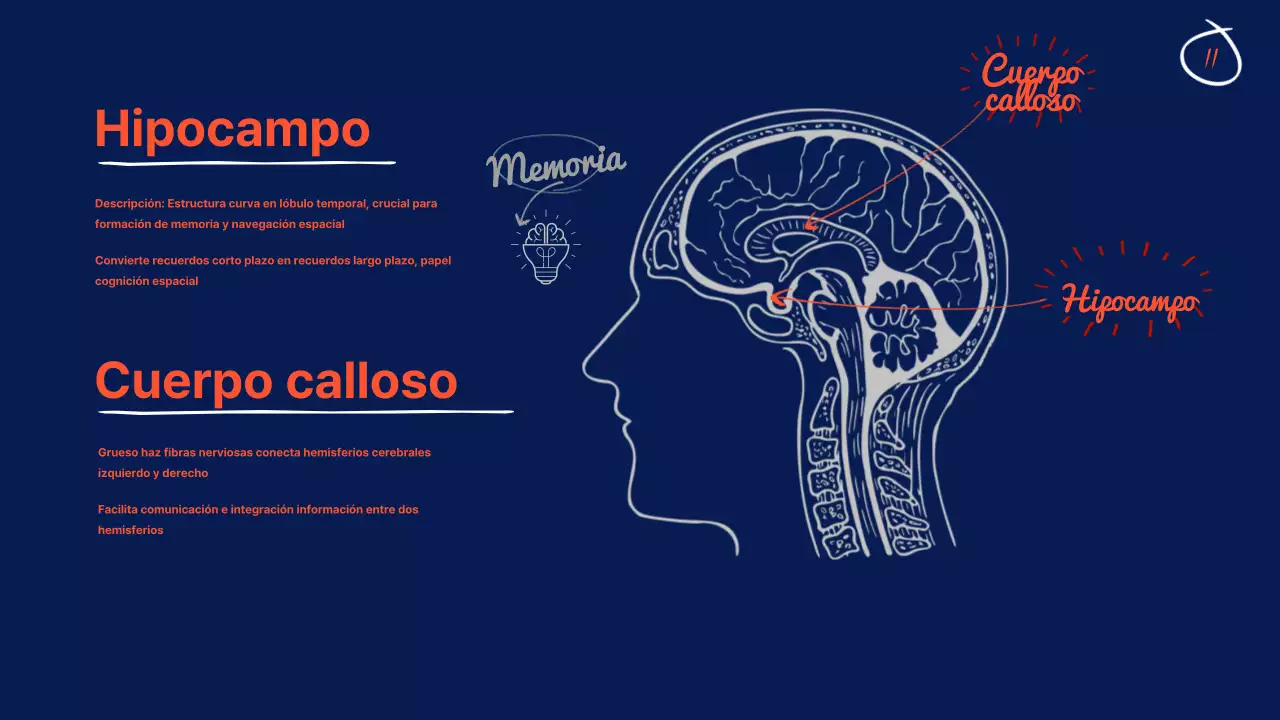 Marina Anatomía del cerebro Material didáctico