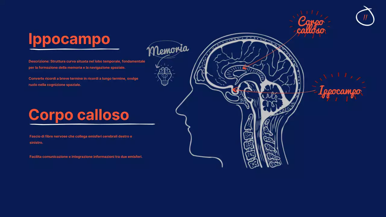 Navy Anatomia del cervello Materiale didattico