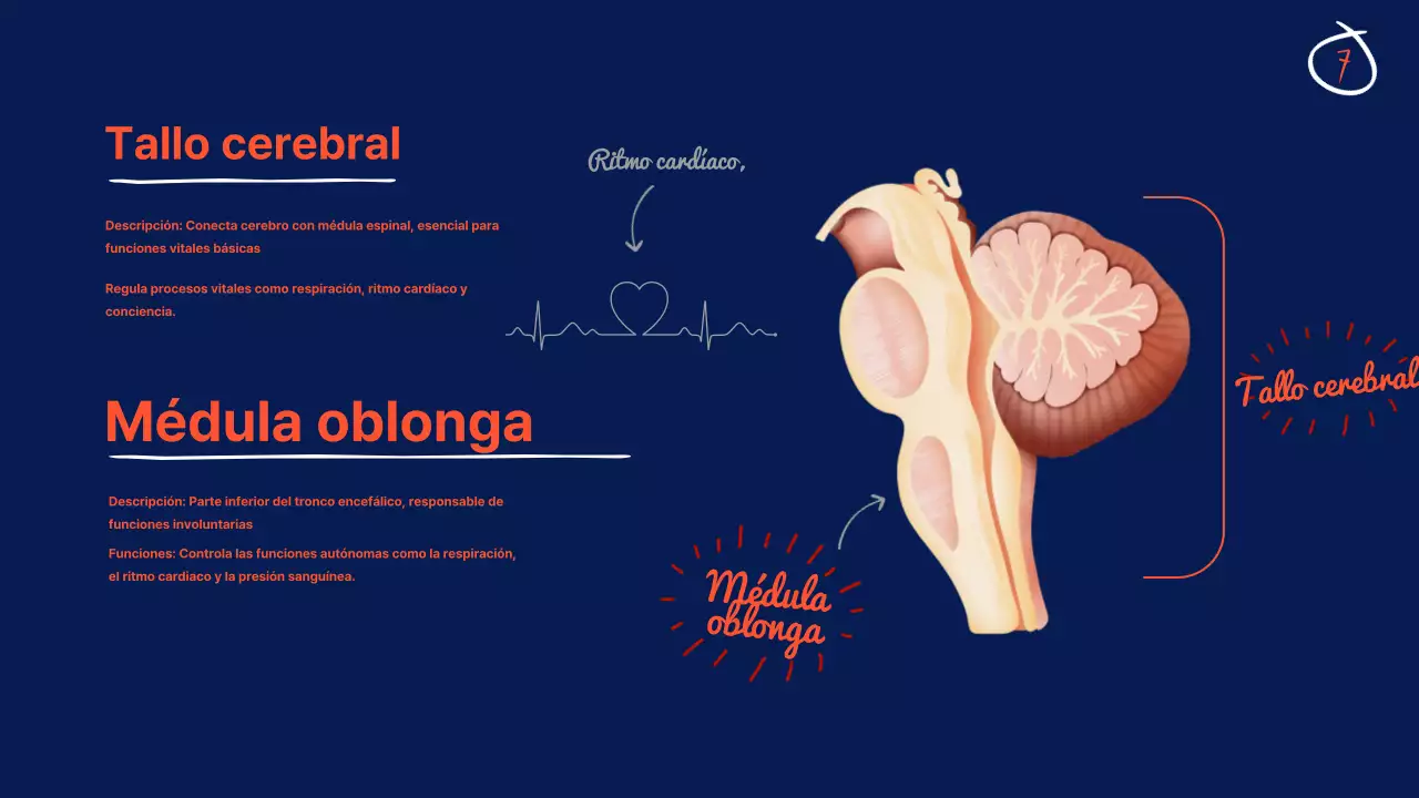 Marina Anatomía del cerebro Material didáctico