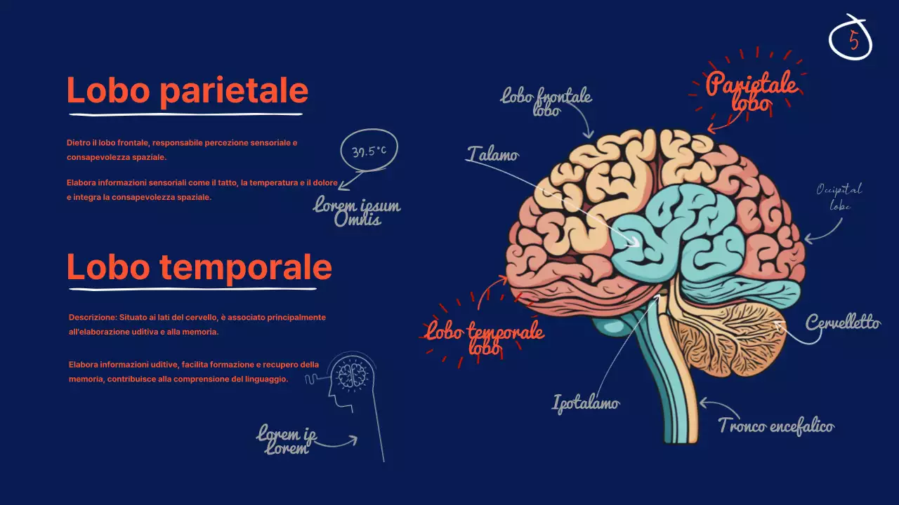 Navy Anatomia del cervello Materiale didattico