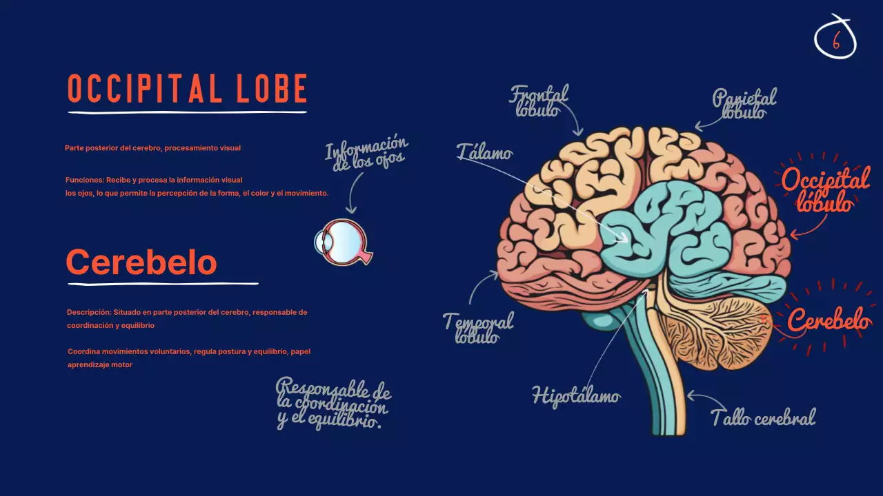 Marina Anatomía del cerebro Material didáctico