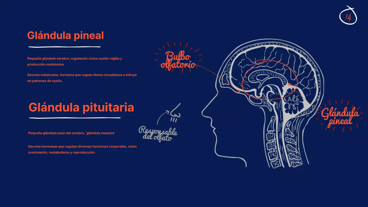 Marina Anatomía del cerebro Material didáctico