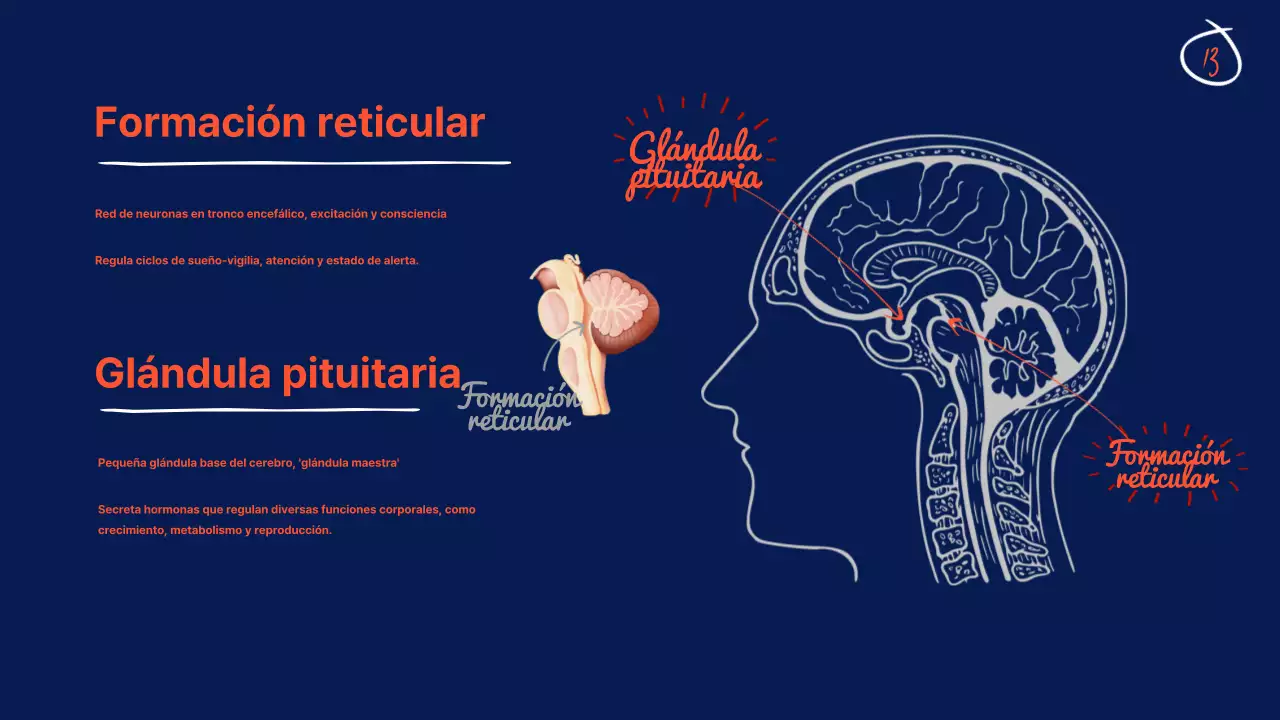 Marina Anatomía del cerebro Material didáctico