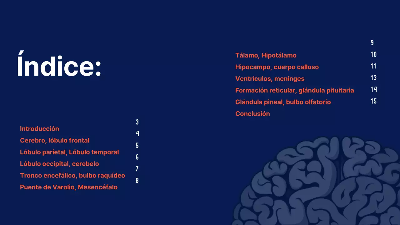 Marina Anatomía del cerebro Material didáctico