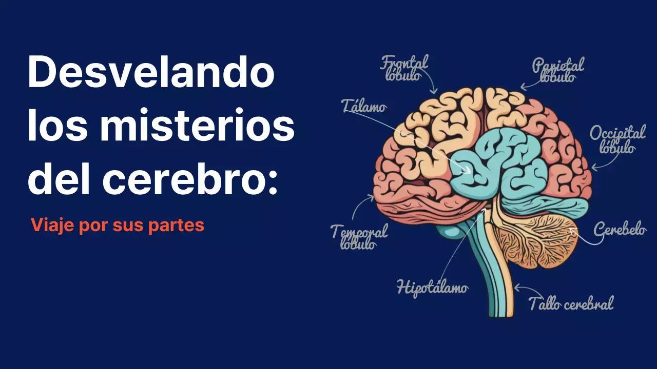 Marina Anatomía del cerebro Material didáctico