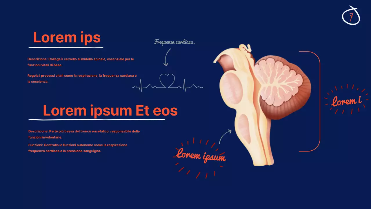 Navy Anatomia del cervello Materiale didattico