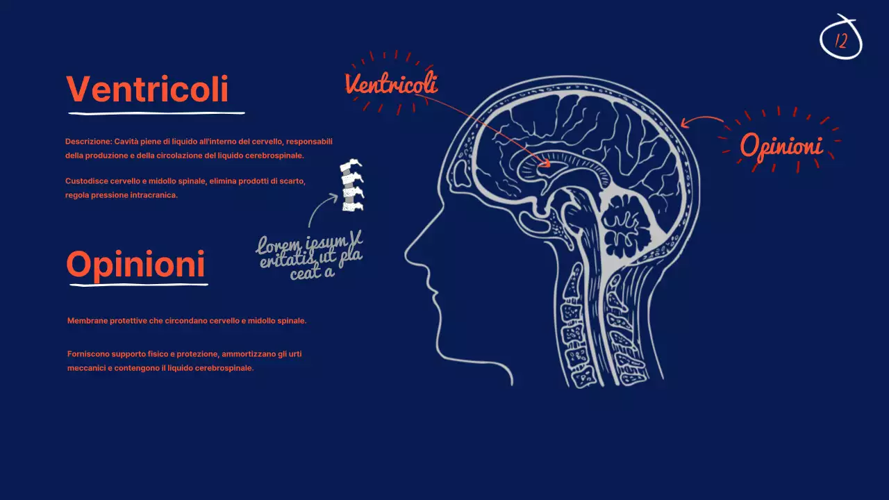 Navy Anatomia del cervello Materiale didattico