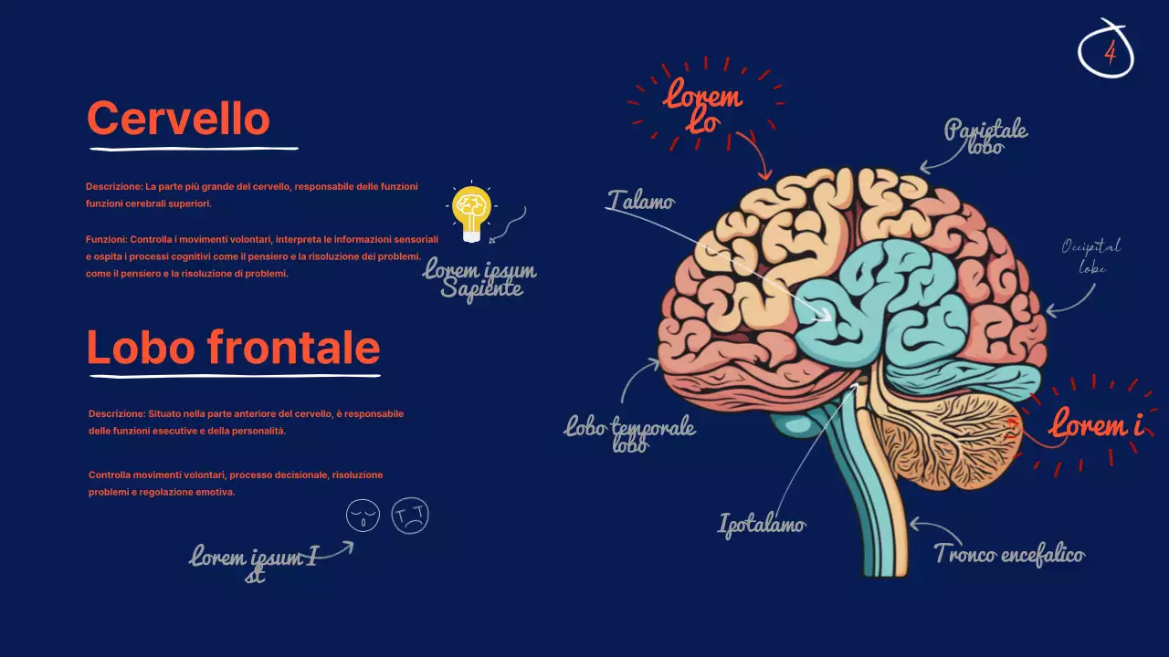 Navy Anatomia del cervello Materiale didattico