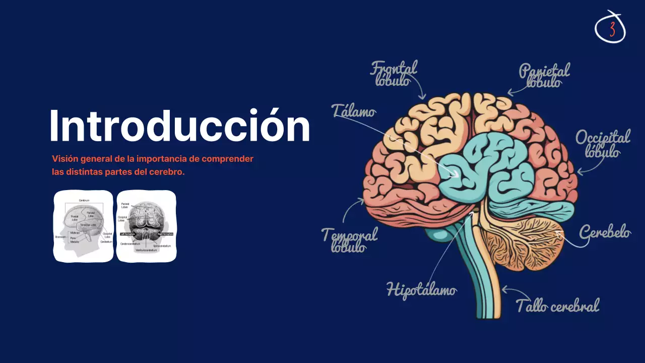 Marina Anatomía del cerebro Material didáctico