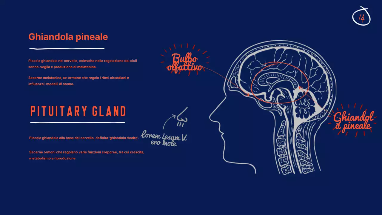 Navy Anatomia del cervello Materiale didattico