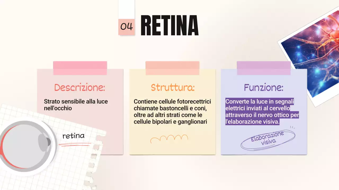 Tendenza giallo-rosa Parti in grassetto degli occhi Materiale della classe