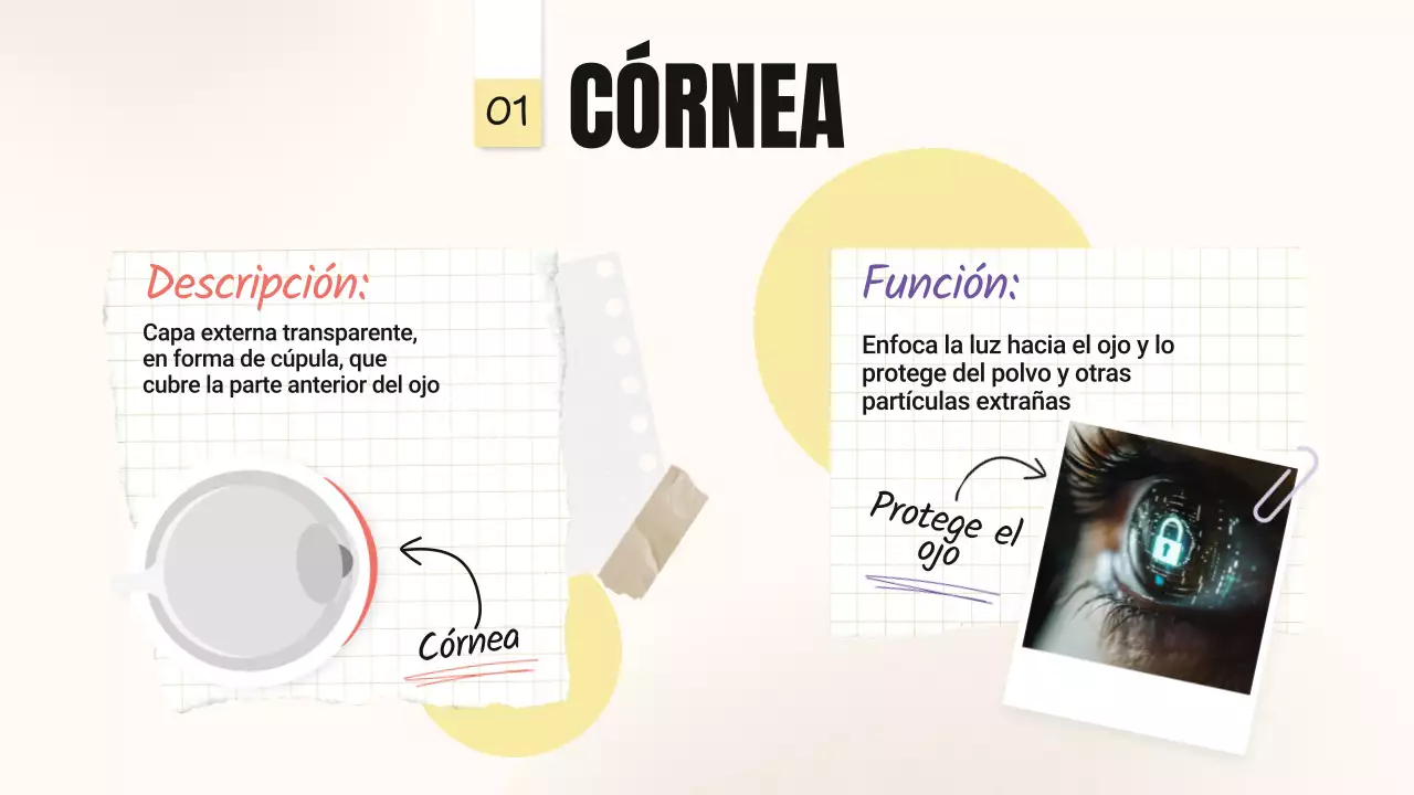 Amarillo Rosa Tendencia Negrita Partes de los ojos Material de clase