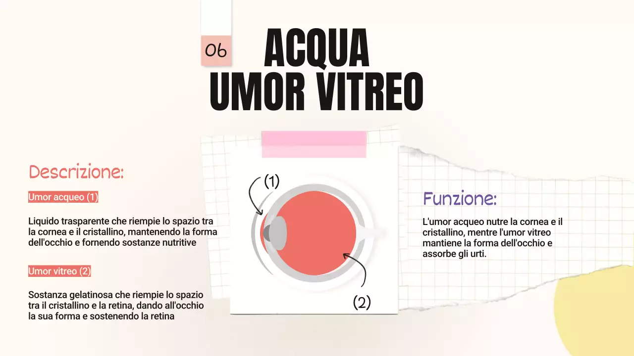 Tendenza giallo-rosa Parti in grassetto degli occhi Materiale della classe