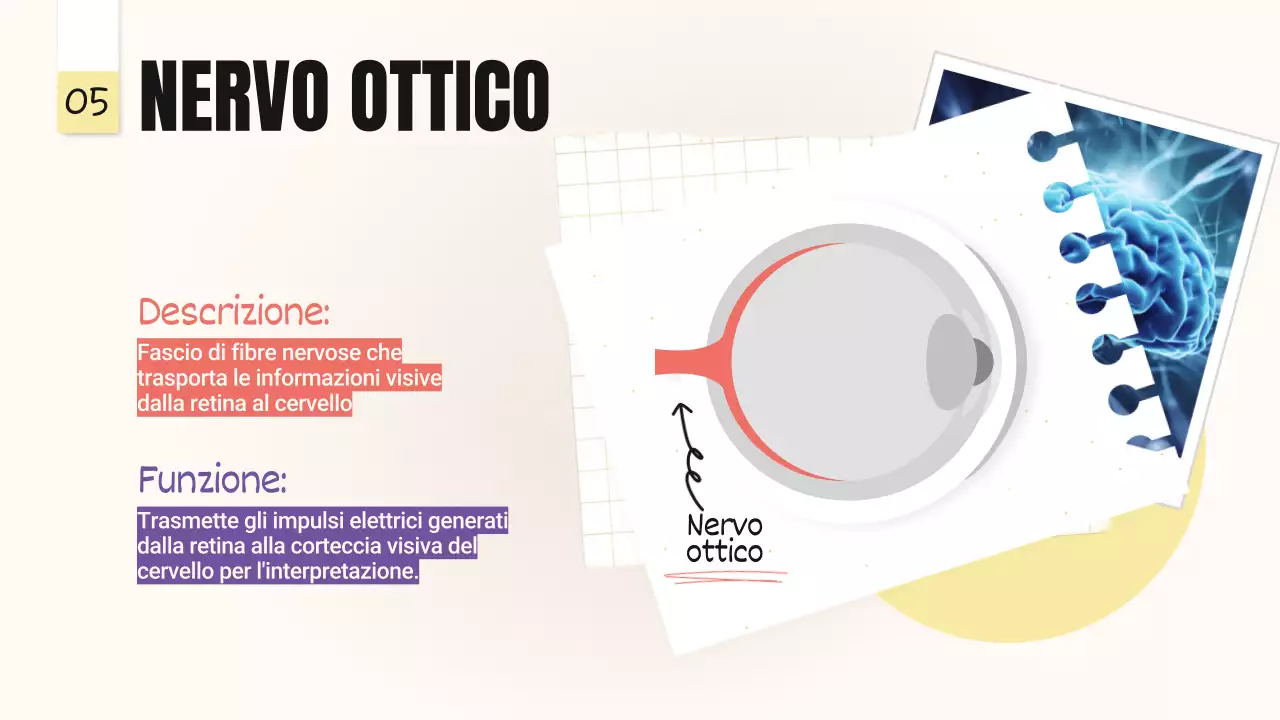 Tendenza giallo-rosa Parti in grassetto degli occhi Materiale della classe