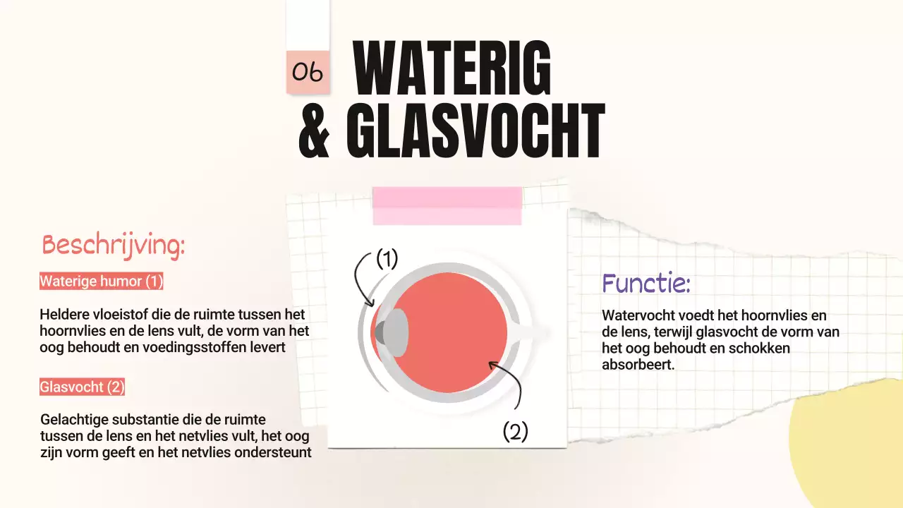 Geel Roze Trend Vetgedrukte delen van de ogen Lesmateriaal