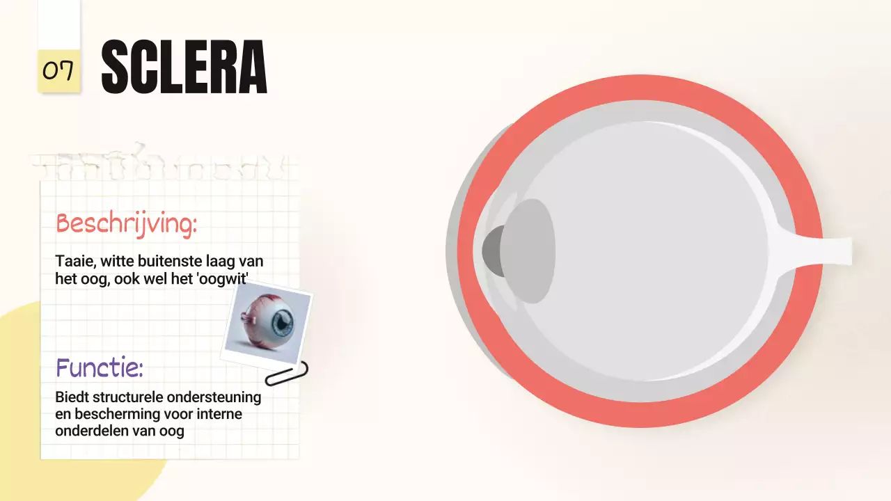 Geel Roze Trend Vetgedrukte delen van de ogen Lesmateriaal