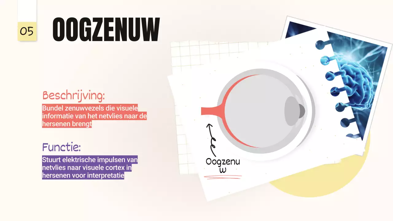 Geel Roze Trend Vetgedrukte delen van de ogen Lesmateriaal