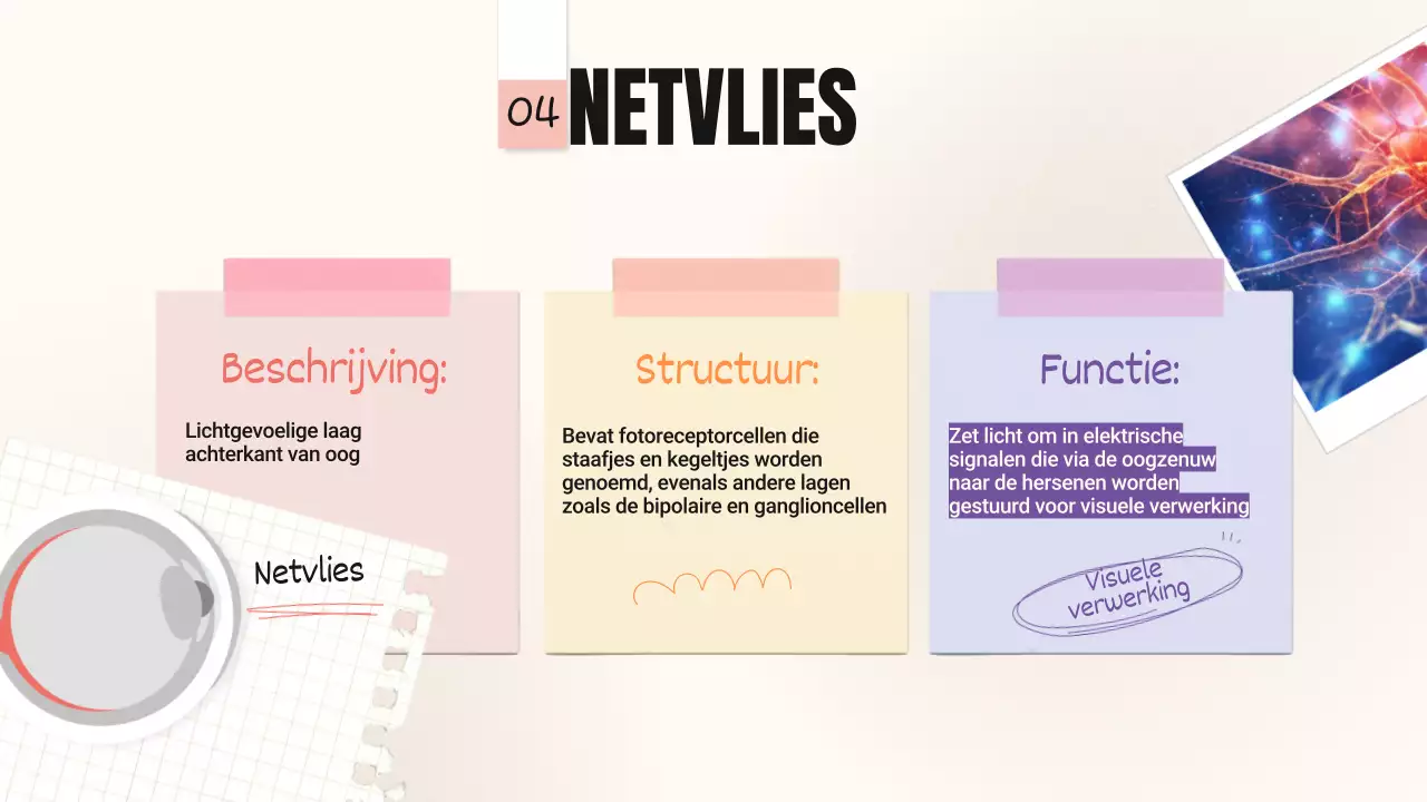 Geel Roze Trend Vetgedrukte delen van de ogen Lesmateriaal