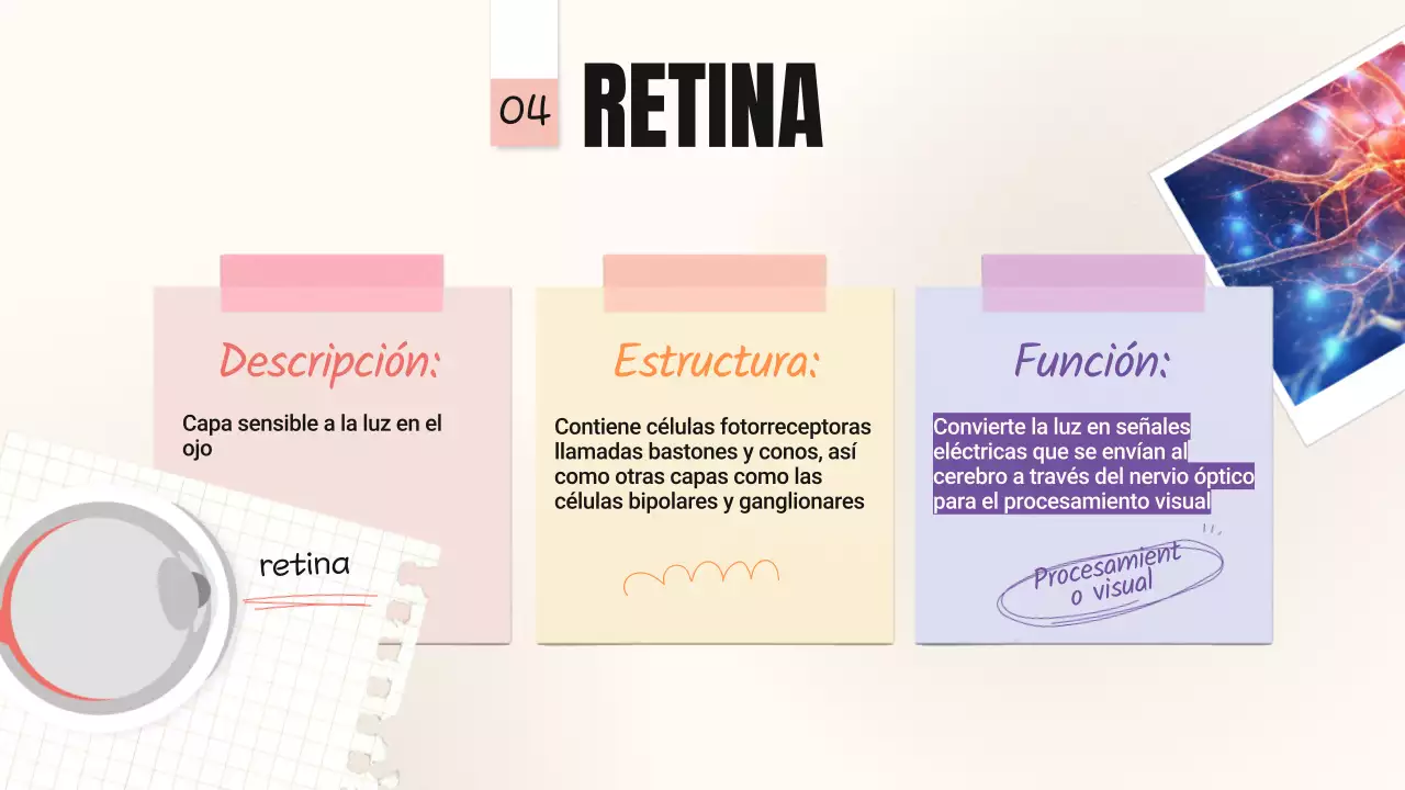 Amarillo Rosa Tendencia Negrita Partes de los ojos Material de clase