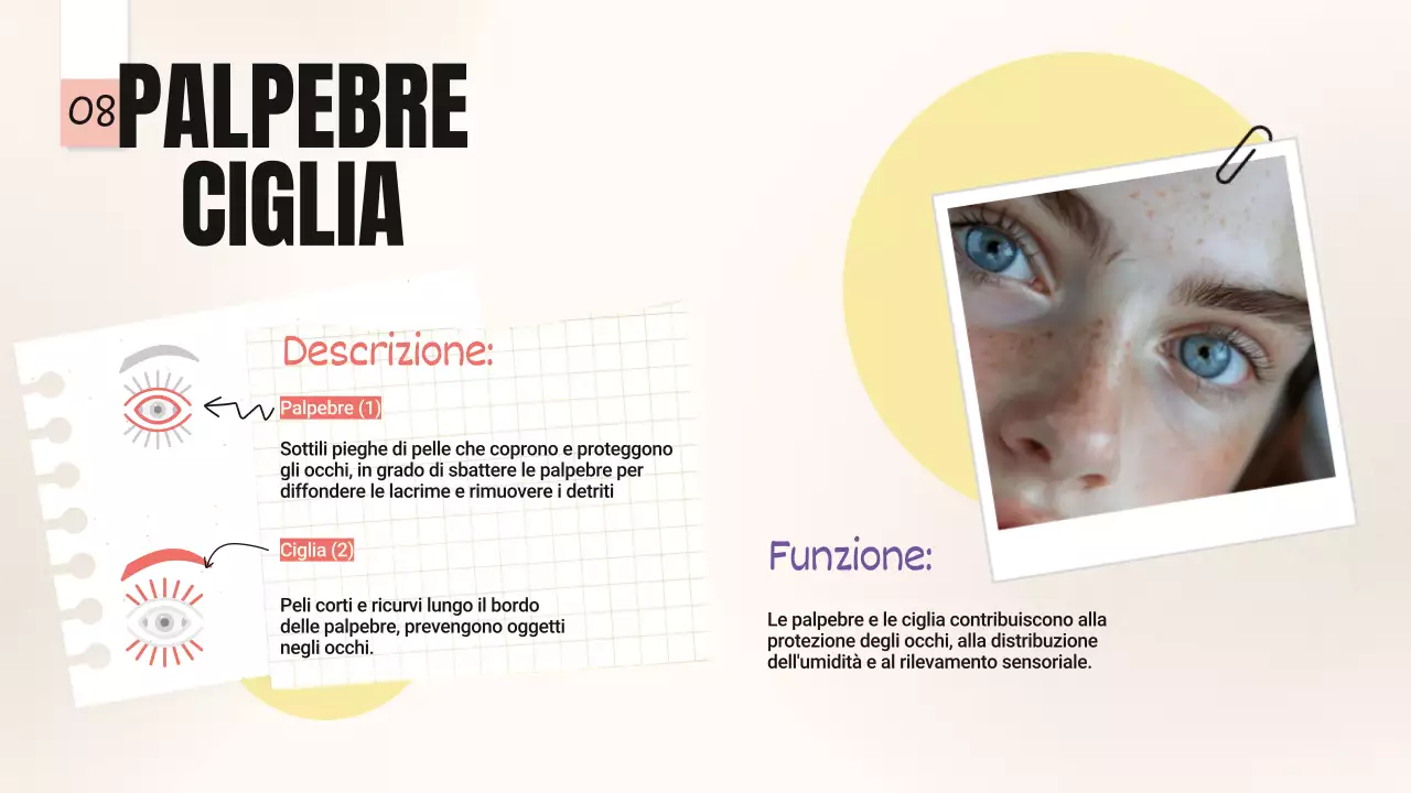 Tendenza giallo-rosa Parti in grassetto degli occhi Materiale della classe