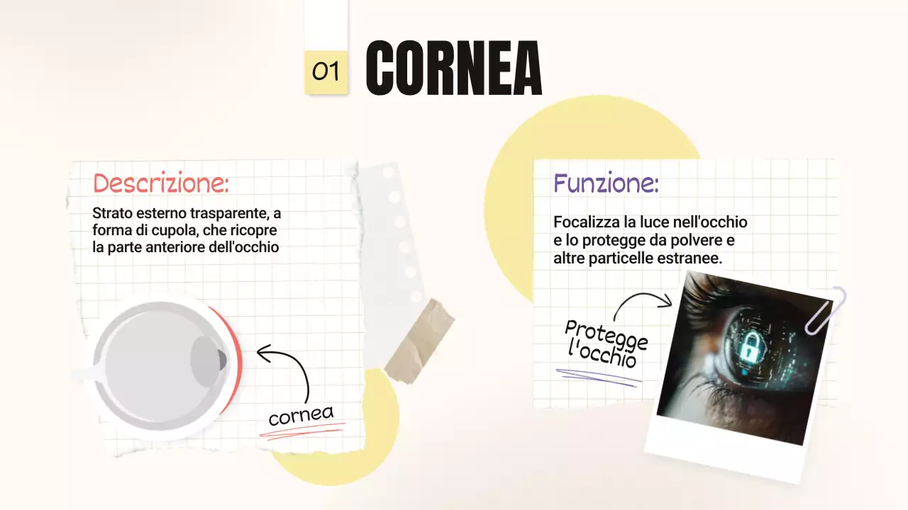 Tendenza giallo-rosa Parti in grassetto degli occhi Materiale della classe