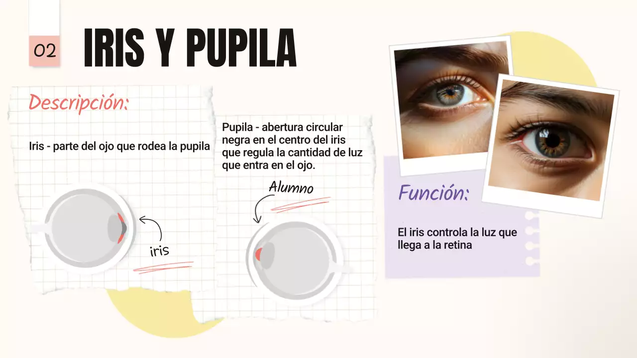 Amarillo Rosa Tendencia Negrita Partes de los ojos Material de clase