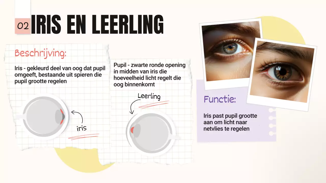 Geel Roze Trend Vetgedrukte delen van de ogen Lesmateriaal