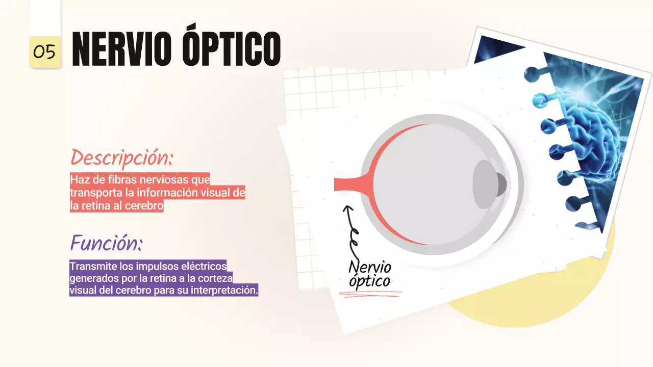 Amarillo Rosa Tendencia Negrita Partes de los ojos Material de clase