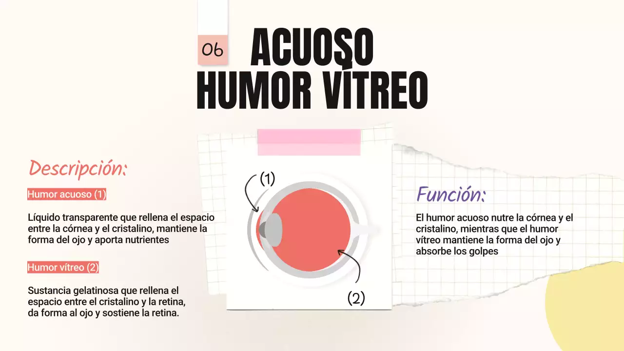 Amarillo Rosa Tendencia Negrita Partes de los ojos Material de clase