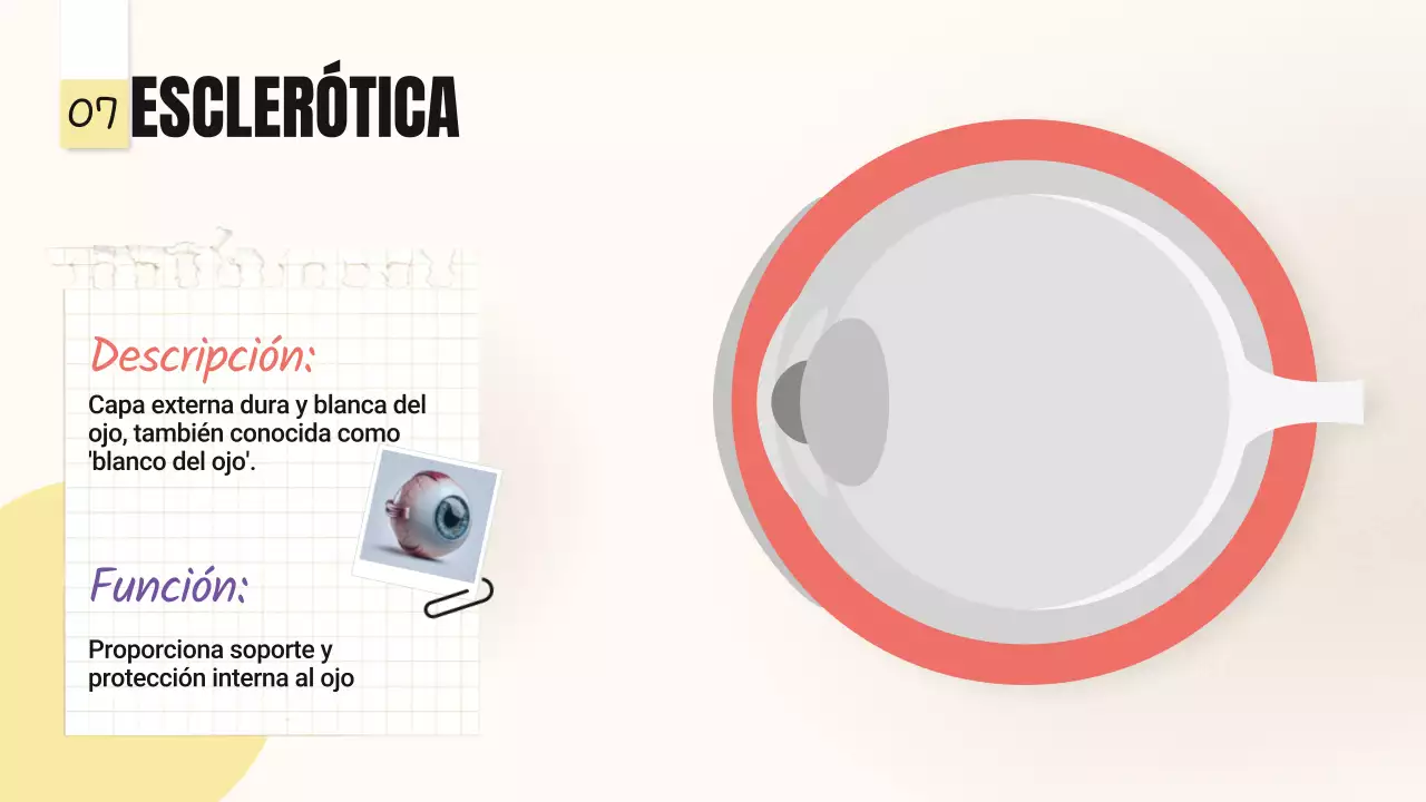 Amarillo Rosa Tendencia Negrita Partes de los ojos Material de clase