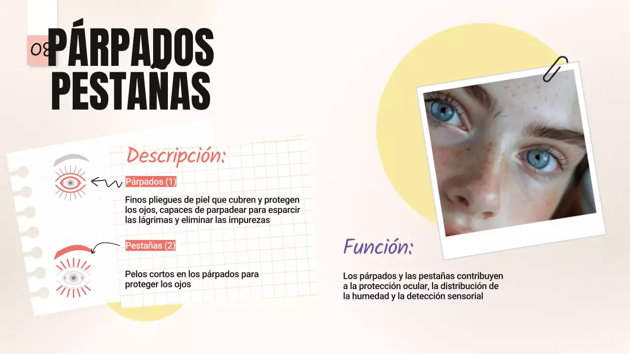 Amarillo Rosa Tendencia Negrita Partes de los ojos Material de clase