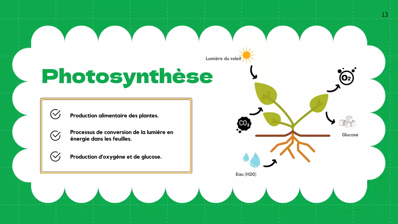 Plaine verte Cycles de vie des plantes Matériel de classe