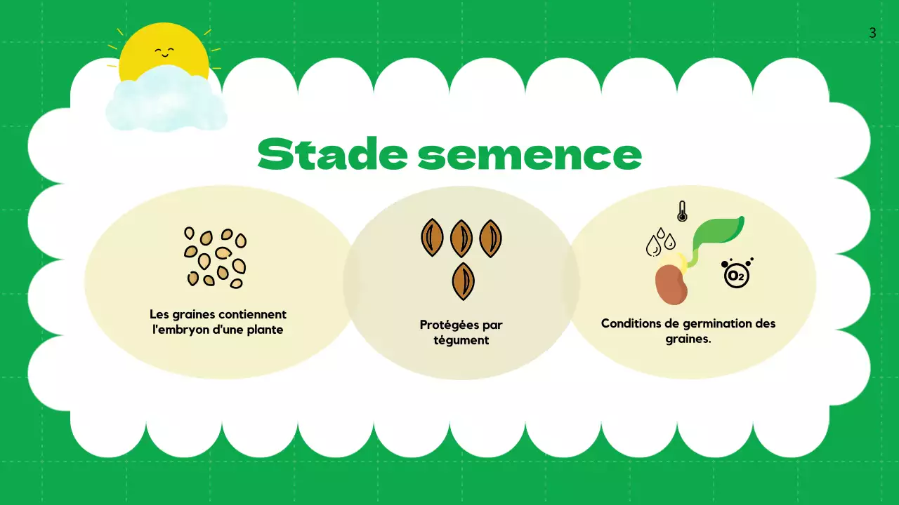 Plaine verte Cycles de vie des plantes Matériel de classe