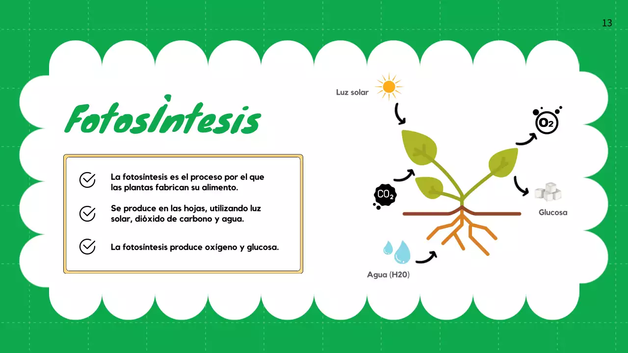 Llanura Verde Ciclos de vida de las plantas Material de clase